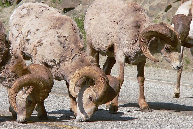 Rams - Widderbegegnung auf der Straße