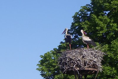 Ferienhof Landidyll