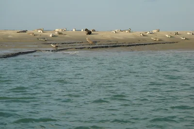 Schlafen auf der Schelde