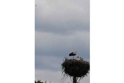 Storchennest