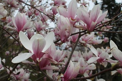 Ferienwohnung Magnolia