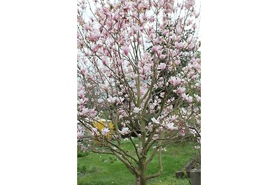 Appartamento Magnolia