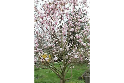 Ferienwohnung Magnolia