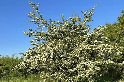 Ferienwohnung Claßen Eifel