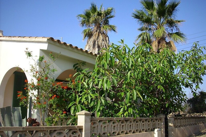 mediterraner Garten mit Palmen