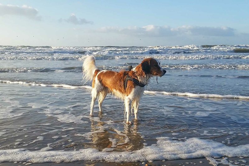 Prachtig strand met blauwe lucht, hond en golven.