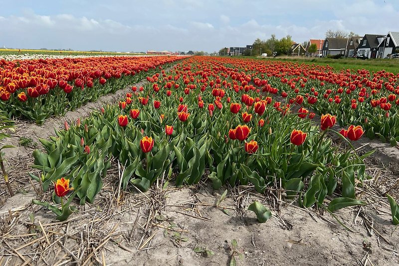 Tulip landscape in spring