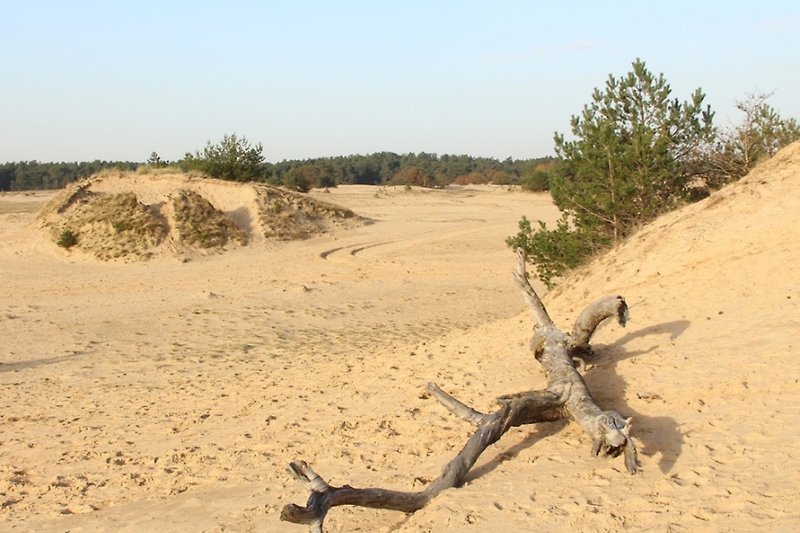 Woestijnlandschap met zandduinen, struikgewas en rotsen.