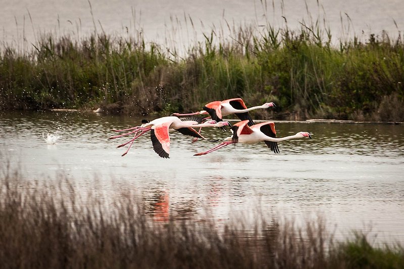 Rosa Flamingos im Flug im Valli di Comacchio, Po-Delta-Park