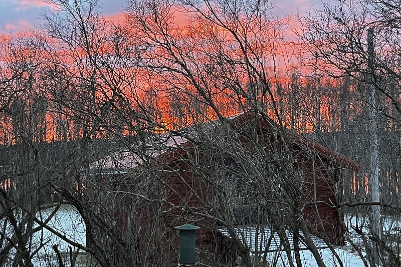 Ein winterlicher Wald mit verschneiten Bäumen und einem roten Himmel am Morgen.