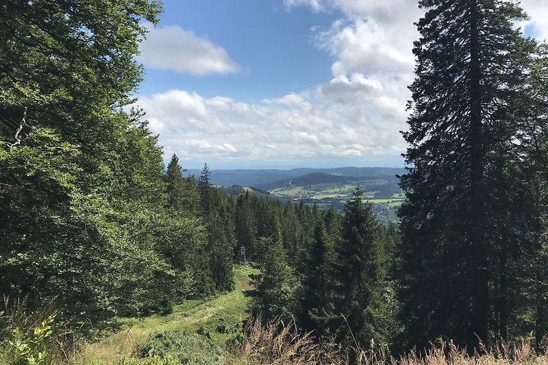 Bernauer Alp im Schwarzwald