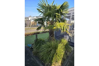 Julianahoeve's Duif 224