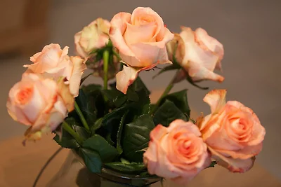 Haus Ruge Haus: Garten, Kamin, Sauna