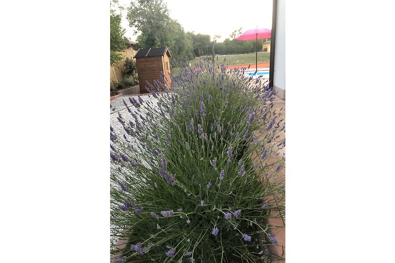 Lavendel - namensgebend für unsere Villa