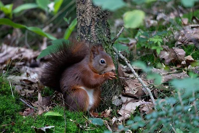 Ferienhaus Vliegend Hert Nunspeet