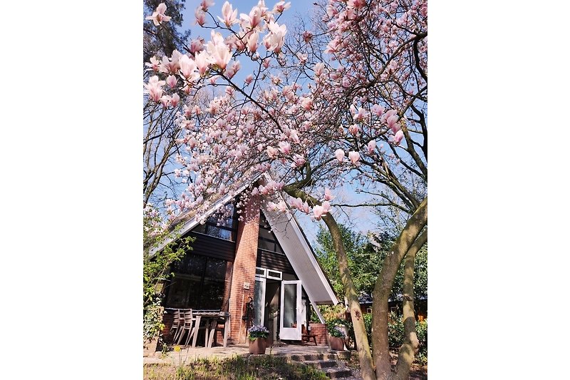 Het huis in het voorjaar als de Magnolia boom in bloei staat.