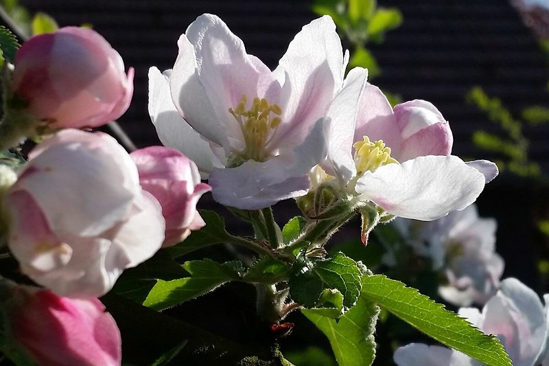 Apfelblüte im Garten