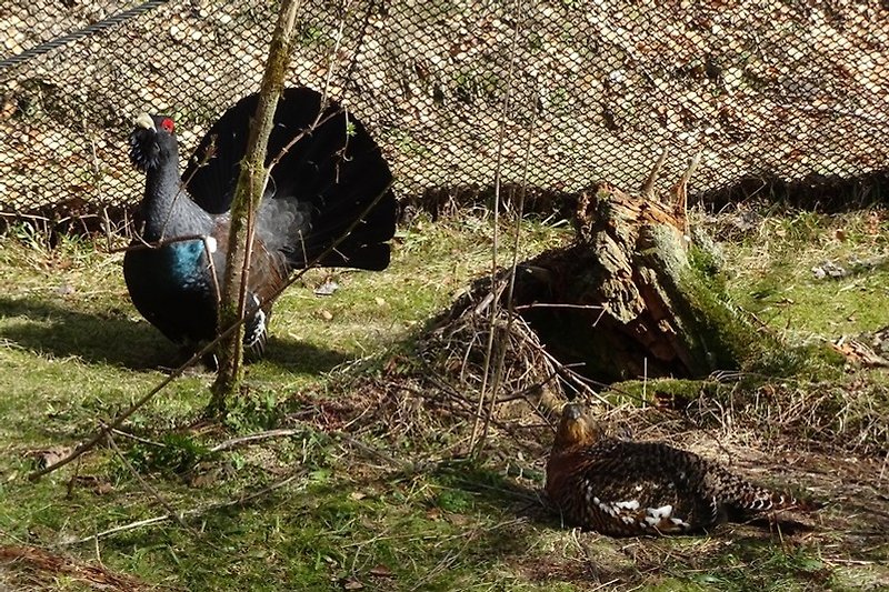 Tierfreigelände