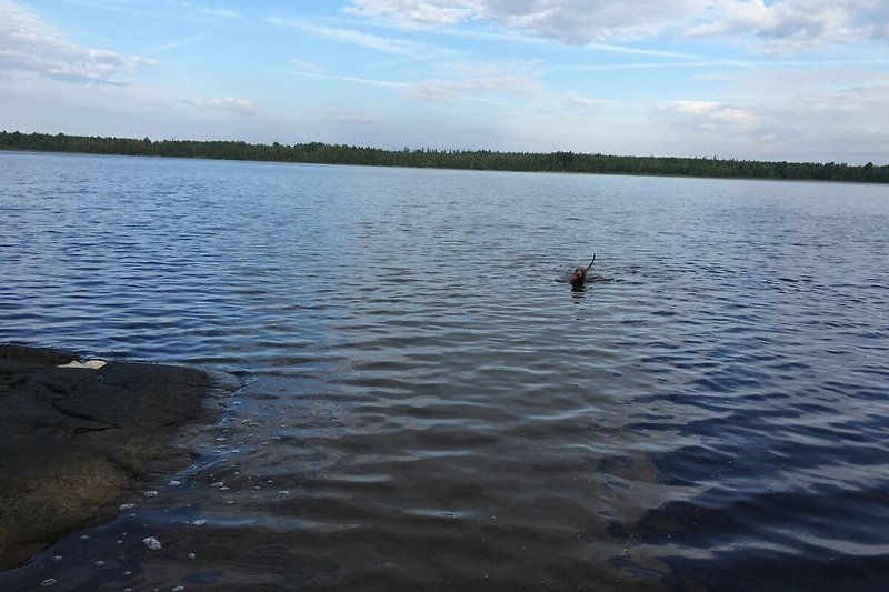 Auch Hunde schwimmen gerne im See...Hier unser Hund beim Apportieren