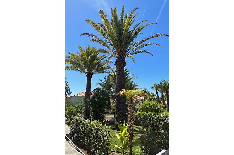 Schöne Palmen und blauer Himmel in tropischer Landschaft.
