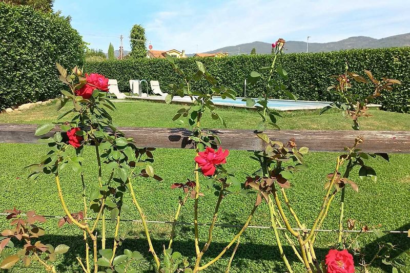 Blühender Garten mit Rosen, Begonien und Geranien im Frühling.