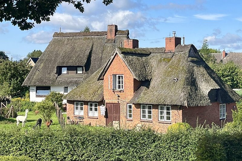Schönes Haus mit thatched Dach, angrenzend an Alpakawiese (eingezäunt)