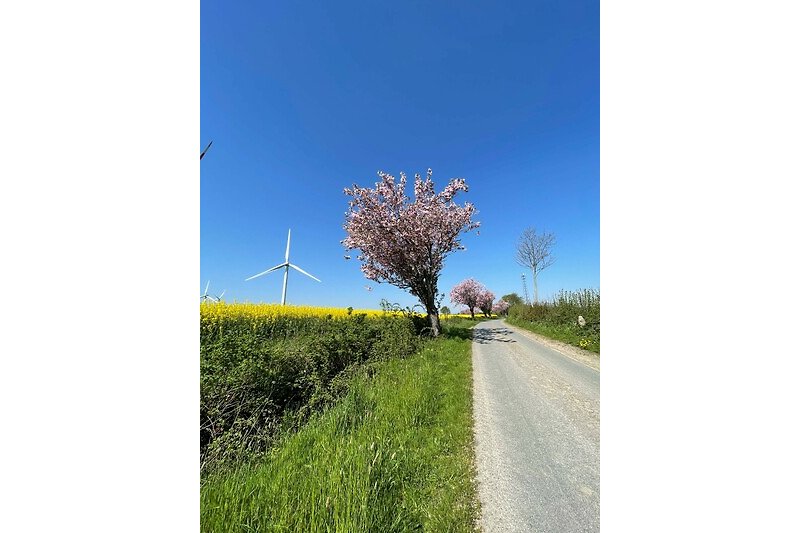 Windmühle, grüne Landschaft, Windräder, blühende Wiesen - Natur pur!