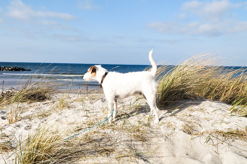 Herrlicher Blick auf die Ostsee. Hunde genießen den Hundestrand.