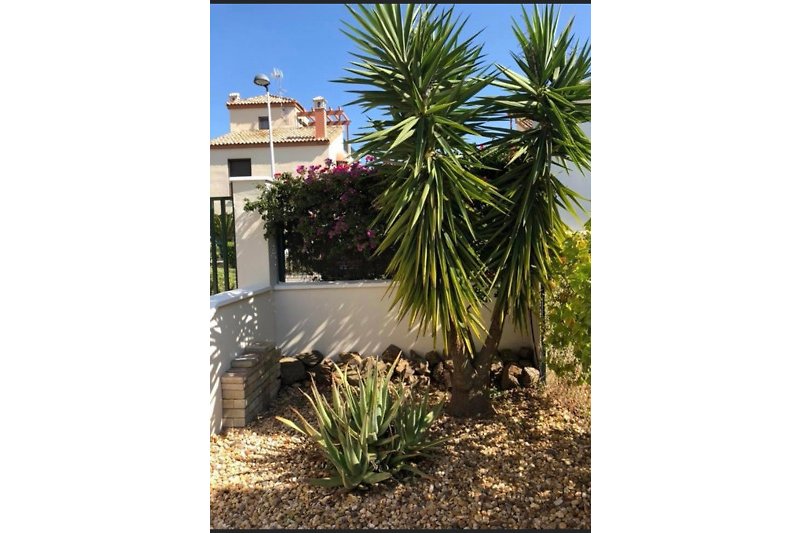 Im Garten wächst und gedeiht die Yucca Palme