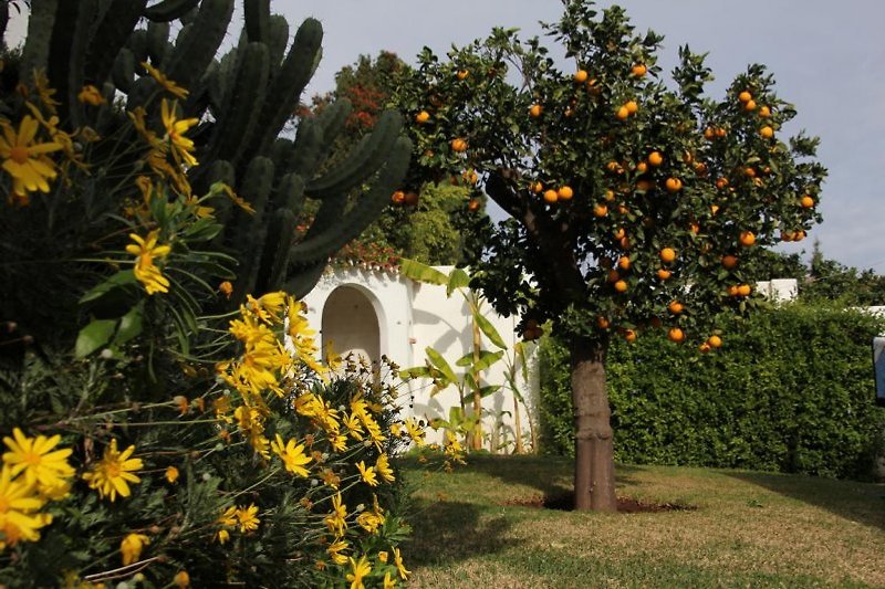 Außendusche mit Orangenbaum