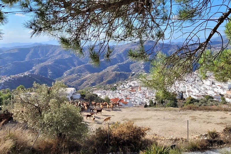 Blick von der Terrasse auf Cómpeta und die vorüberziehende Ziegenherde