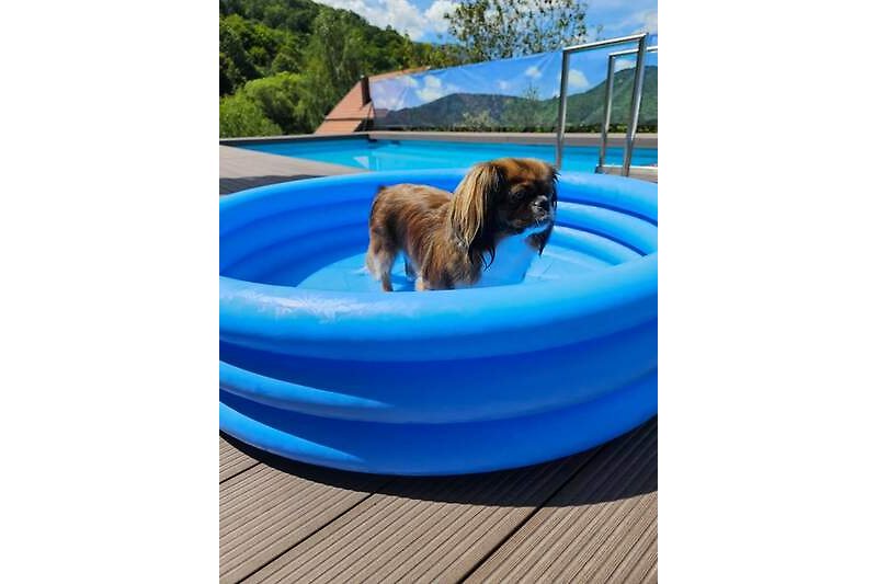 Hunde Pool  Perfekt für einen entspannten Sommerurlaub.