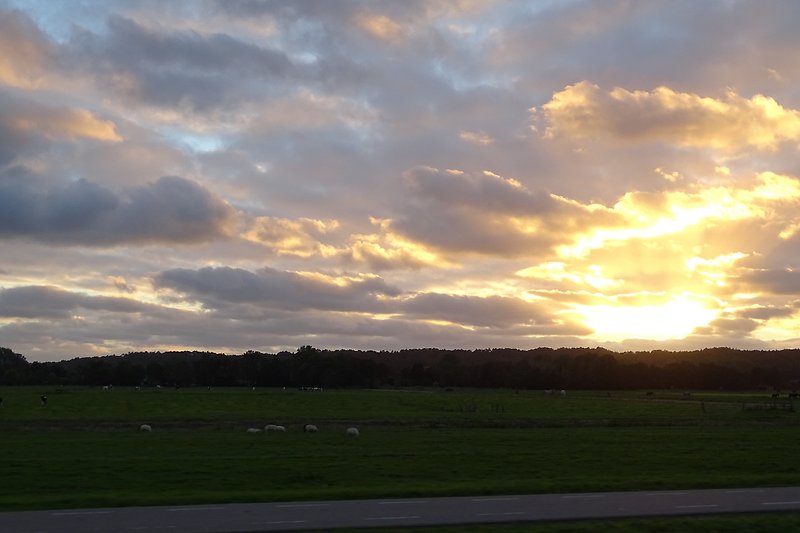 Prachtige zonsondergang boven het grasland en de schapen.