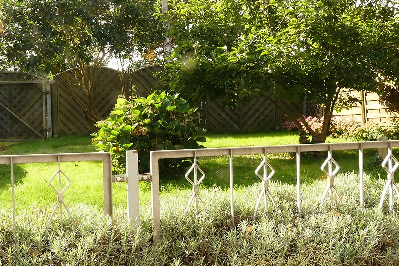 Ein sonniger Garten mit grünen Pflanzen und einem Zaun.