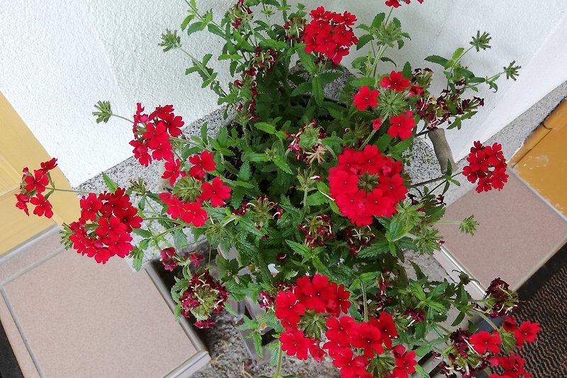 Schöne Blumen und Pflanzen in leuchtendem Rot und Magenta.