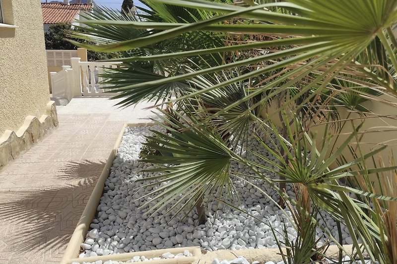 Palmengarten neu angelegt 2023