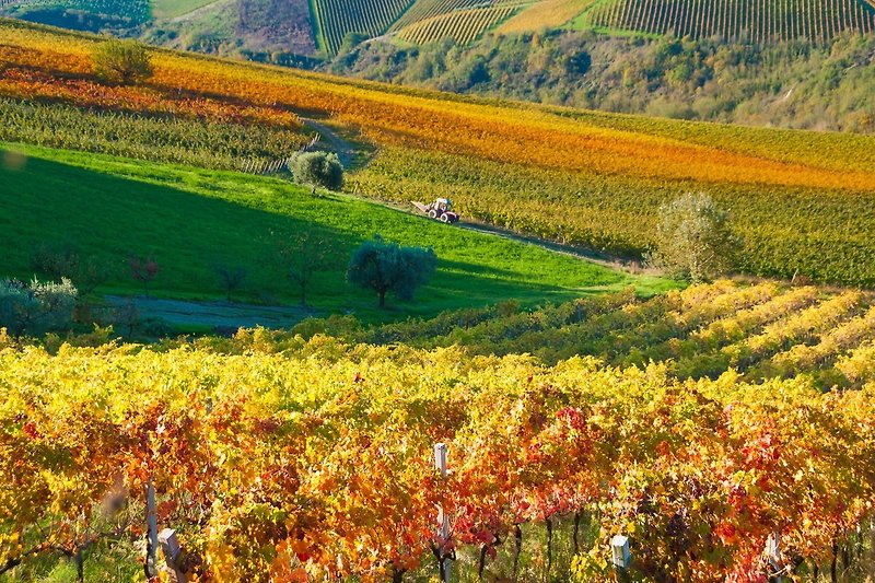 Paesaggio collinare in autunno nei dintorni di Civitanova Marche
