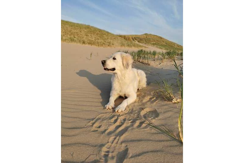 Auch der Strand ist ein Paradies für Hunde