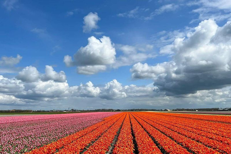 Wunderschöne Tulpenfelder