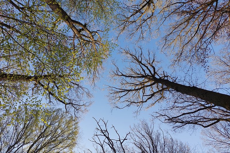 Wunderschöner Wald mit blauem Himmel