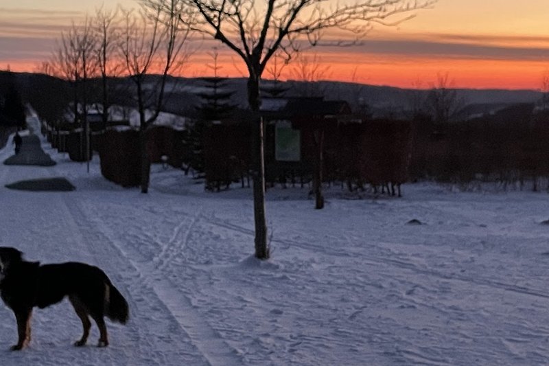 Prachtige winterse zonsondergang met besneeuwde bomen en een trouwe hond.