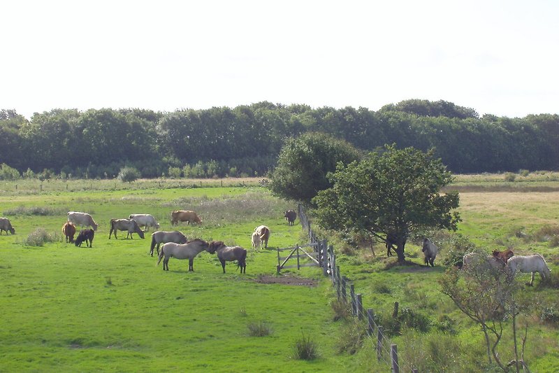 Konic Wildpferde im Naturschutzgebiet Geltinger Birk