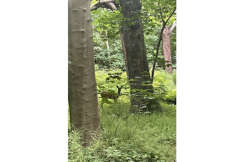 Ein natürlicher Wald mit Bäumen, Pflanzen und Rehe, auch das gibt es in Domburg