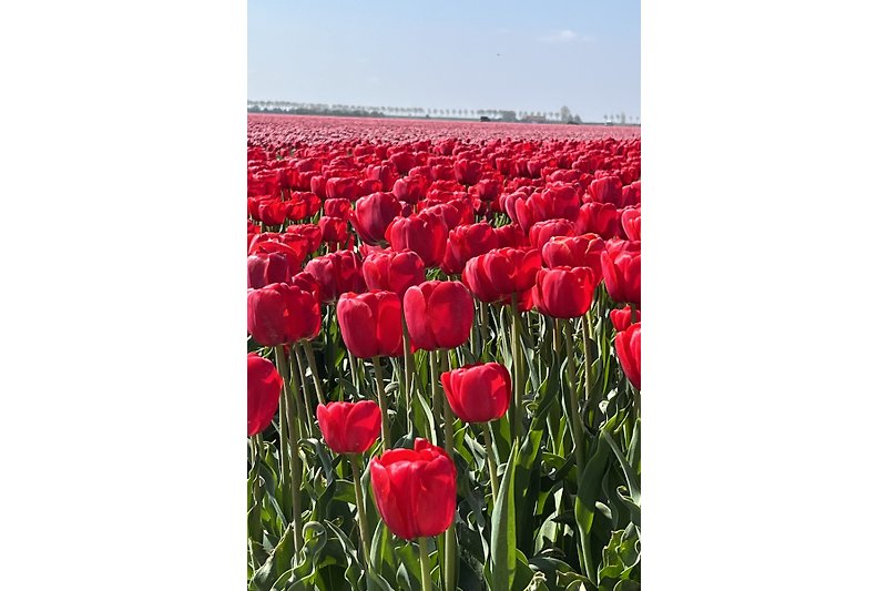 Tulpenfelder Mitte April 2023 auf Goereeoverflaakee - wenige Minuten vom Haus entfernt.