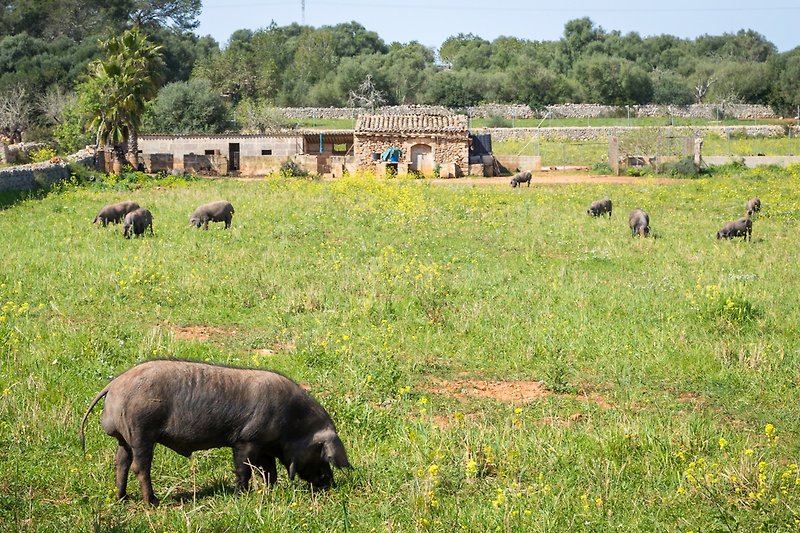 Die Finca liegt inmitten herrlicher Natur mit vielen Tieren wie dem berühmten schwarzen Iberico-Schwein