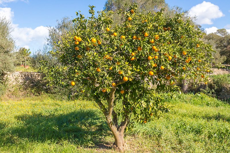 Orangenbaum im Finca-Garten