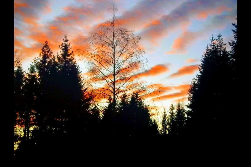 Wunderschöner Sonnenuntergang über einem Wald.