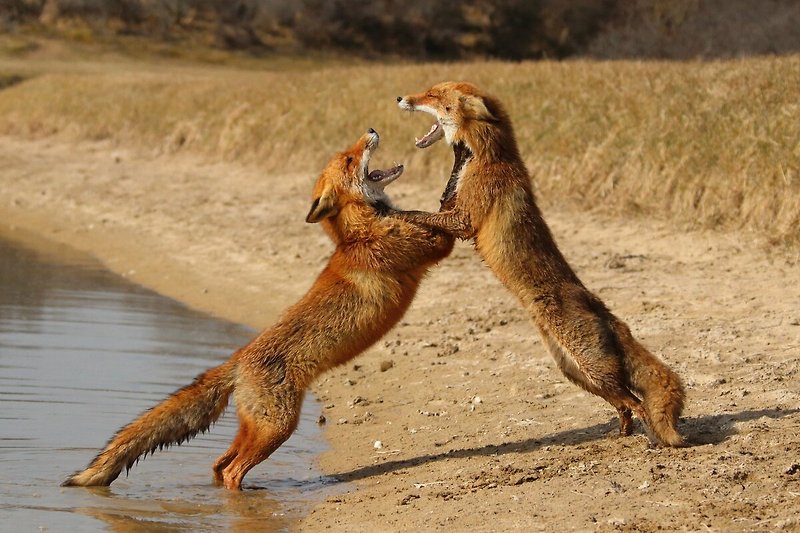 Geniet van het wilde dierenleven aan het meer - meerkat, felidae, en grijze vos.