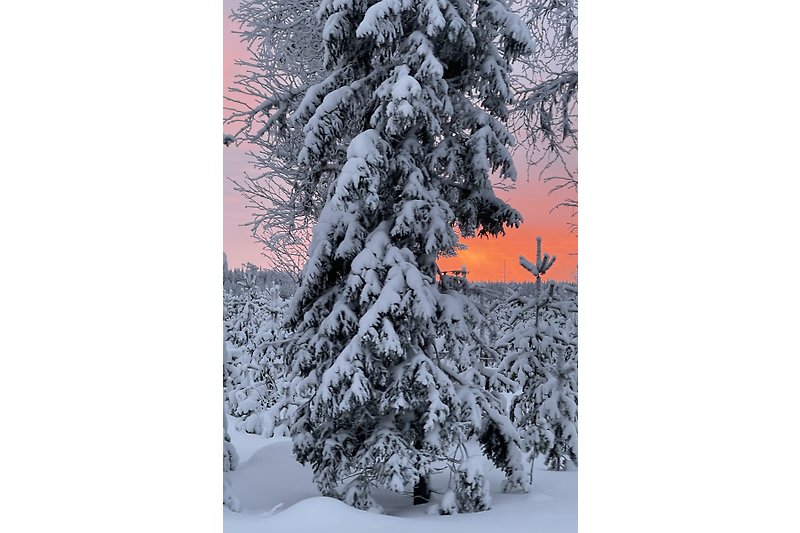 Ein winterlicher Wald mit schneebedeckten Bäumen und frostiger Atmosphäre.