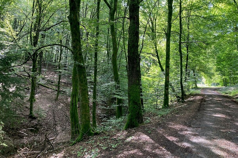 Prachtig boslandschap en een kronkelend pad, ideaal voor de wandelaars onder ons, op loopafstand van de woning ( 3 min)